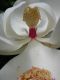 image of Magnolia grandiflora