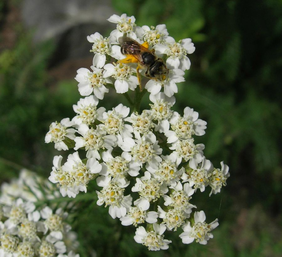 Halictidae Halictus ligatus