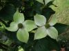 image of Cornus kousa