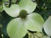 image of Cornus kousa