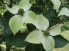 image of Cornus kousa