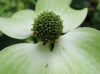 image of Cornus kousa