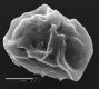 image of Elaphoglossum ballivianii