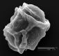 image of Elaphoglossum ballivianii