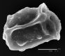 image of Elaphoglossum ballivianii