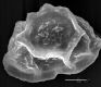 image of Elaphoglossum dussii