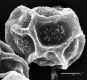 image of Elaphoglossum dussii