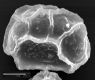 image of Elaphoglossum dussii