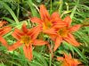 image of Hemerocallis fulva
