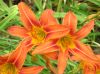 image of Hemerocallis fulva