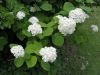 image of Hydrangea 
