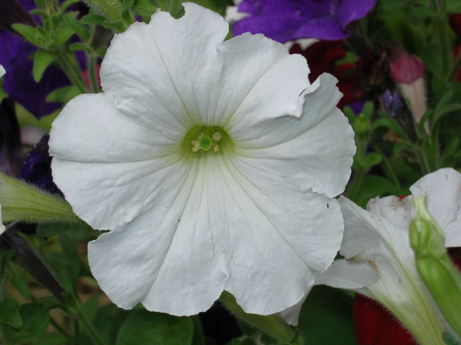 Solanaceae Petunia hybrida