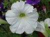 image of Petunia hybrida
