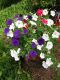 image of Petunia hybrida
