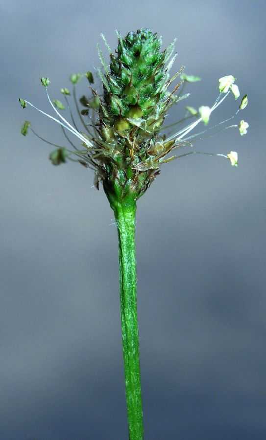 Plantaginaceae Plantago lanceolata