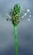 image of Plantago lanceolata