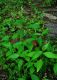image of Polygonum pensylvanicum