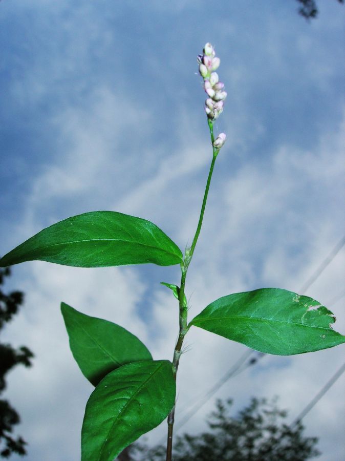 Polygonaceae Polygonum pensylvanicum