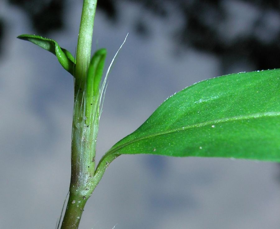 Polygonaceae Polygonum pensylvanicum