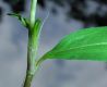 image of Polygonum pensylvanicum