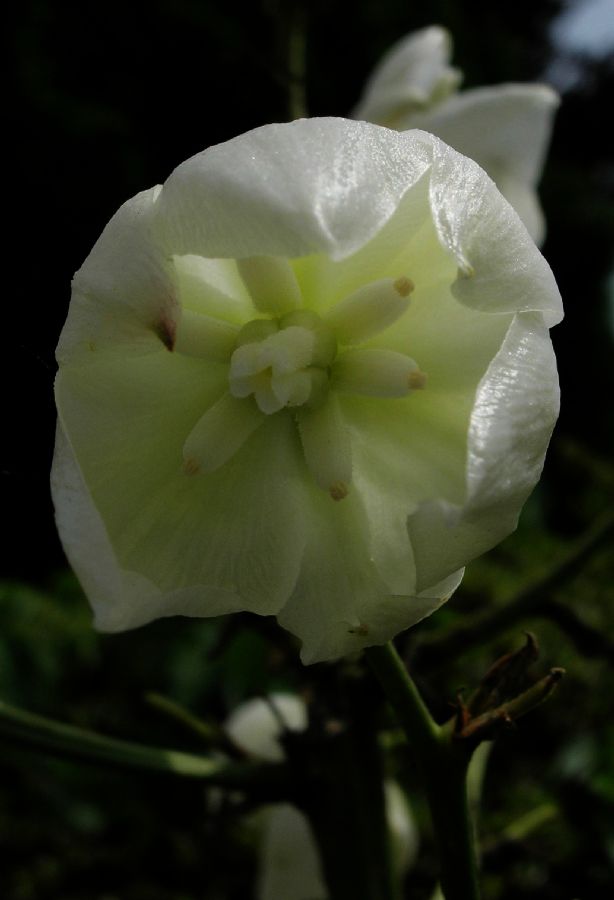 Asparagaceae Yucca 