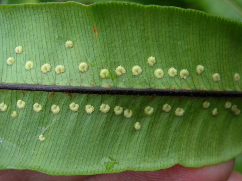 Oleandraceae Oleandra costaricensis