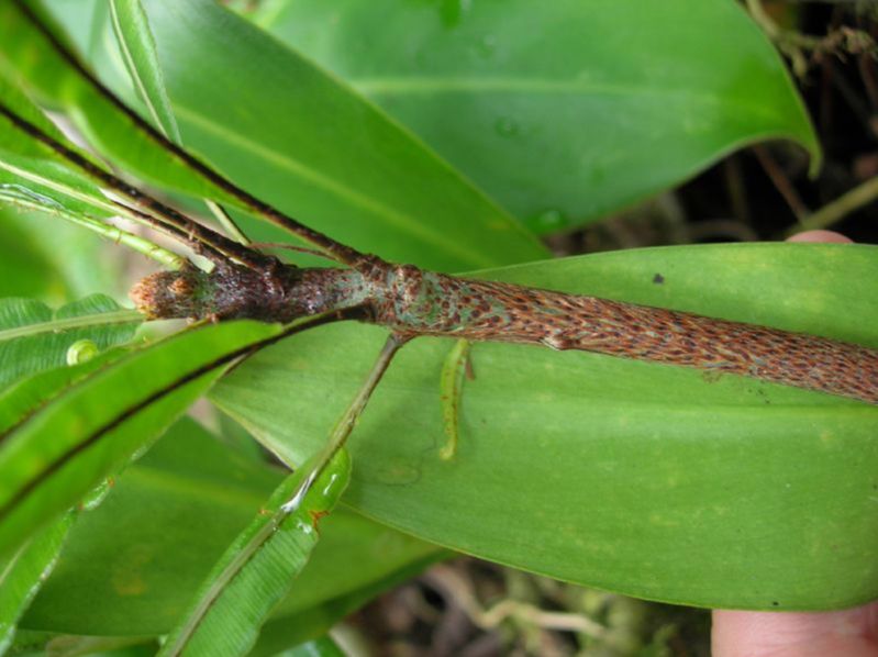 Oleandraceae Oleandra costaricensis