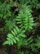 image of Asplenium abscissum