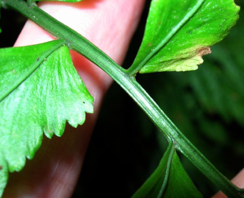 Aspleniaceae Asplenium abscissum
