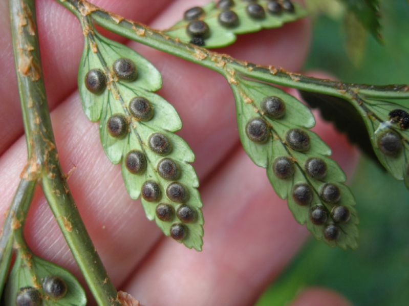 Dryopteridaceae Rumohra adiantifolia