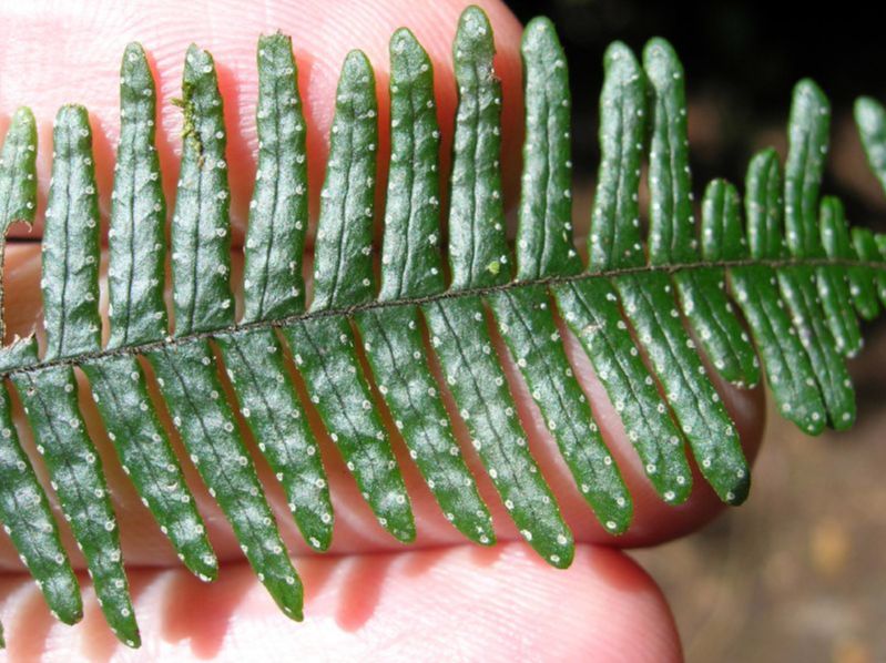 Grammitidaceae Terpsichore 