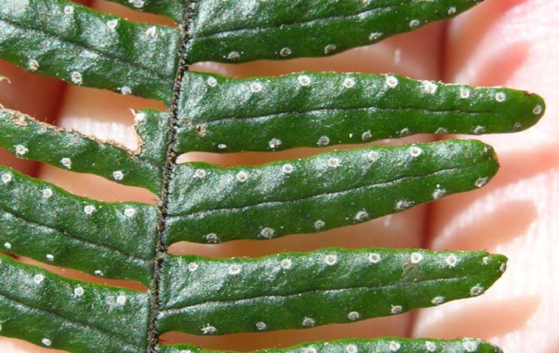 Grammitidaceae Terpsichore 