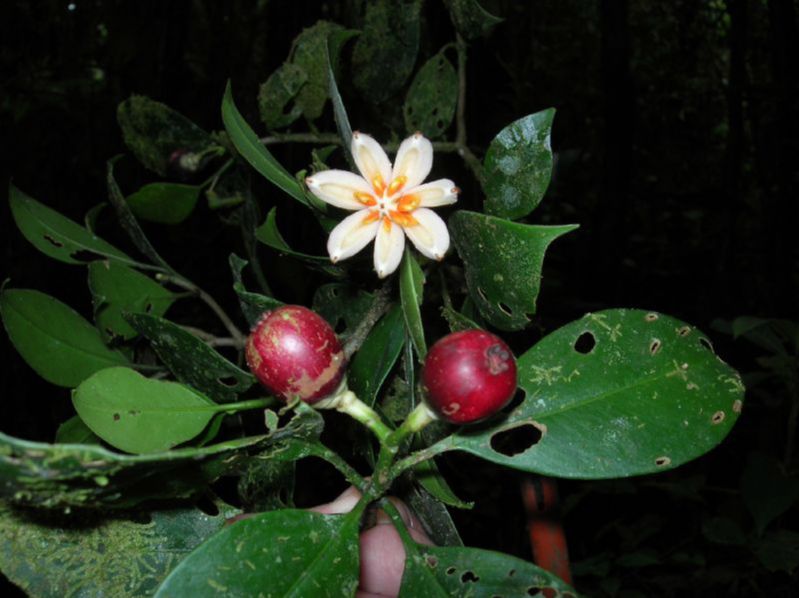 Clusiaceae Clusia 