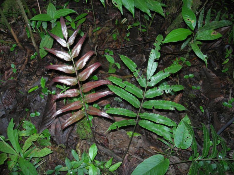 Blechnaceae Salpichlaena papyrus