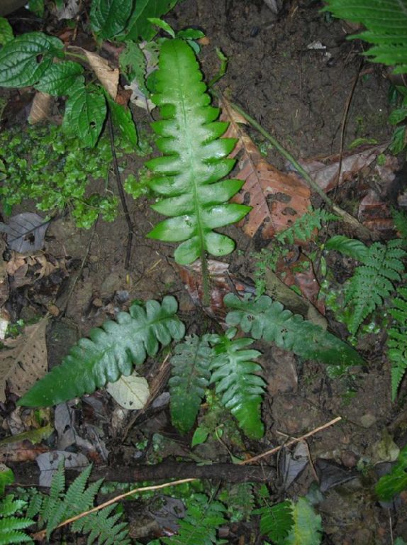 Athyriaceae Diplazium matamense