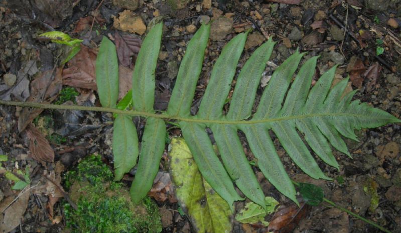 Athyriaceae Diplazium matamense