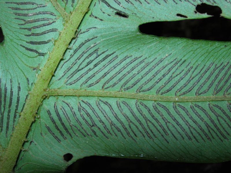 Athyriaceae Diplazium matamense