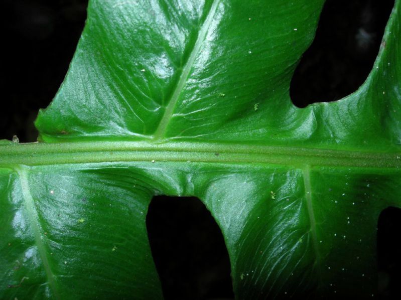 Athyriaceae Diplazium matamense