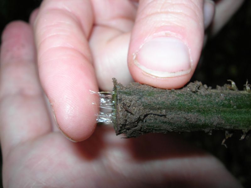 Athyriaceae Diplazium matamense