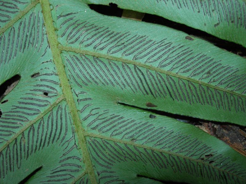 Athyriaceae Diplazium matamense