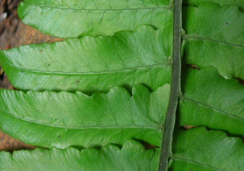 Athyriaceae Diplazium seemannii