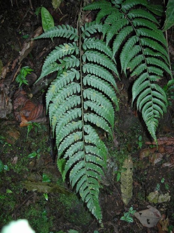 Athyriaceae Diplazium prominulum