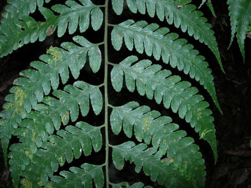 Athyriaceae Diplazium prominulum
