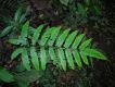 image of Pteris quadriaurita