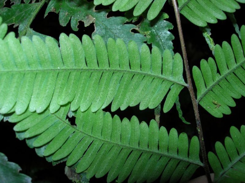Pteridaceae Pteris quadriaurita