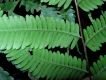 image of Pteris quadriaurita