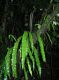 image of Elaphoglossum costaricense