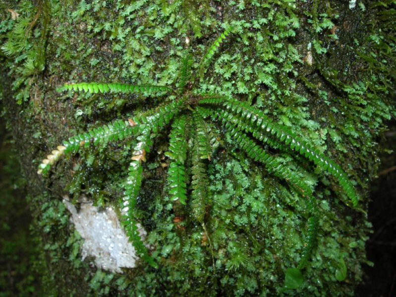 Grammitidaceae Moranopteris taenifolia