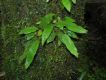 image of Elaphoglossum costaricense