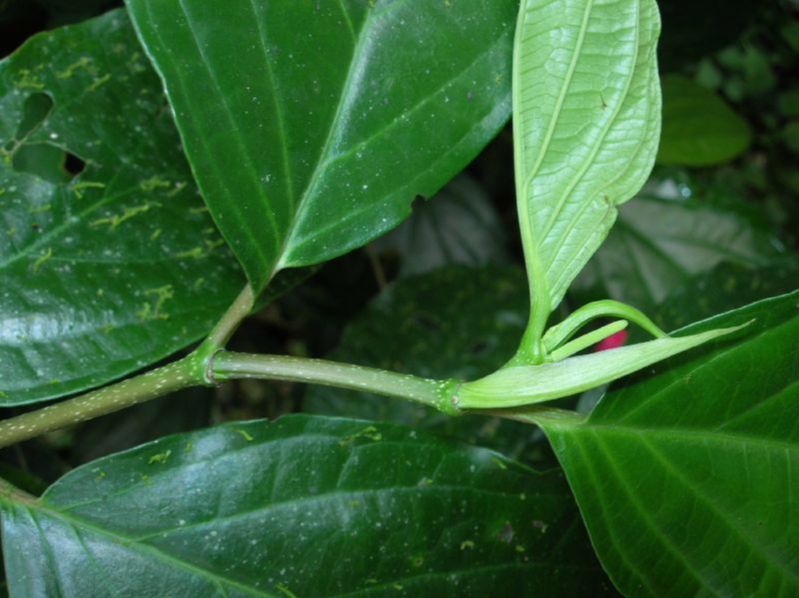 Piperaceae Piper 